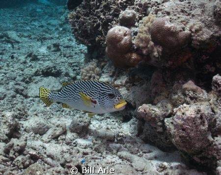 Sweetlips.  Coral Sea.  Canon G-10, Ikelite housing, stro... by Bill Arle 