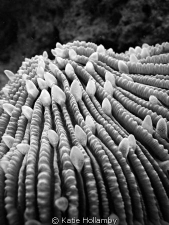 Fuji point and shoot, hard coral and polyps by Katie Hollamby 