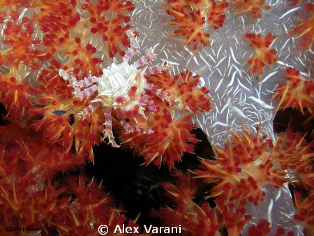 Hoplophrys oatesi by Alex Varani 