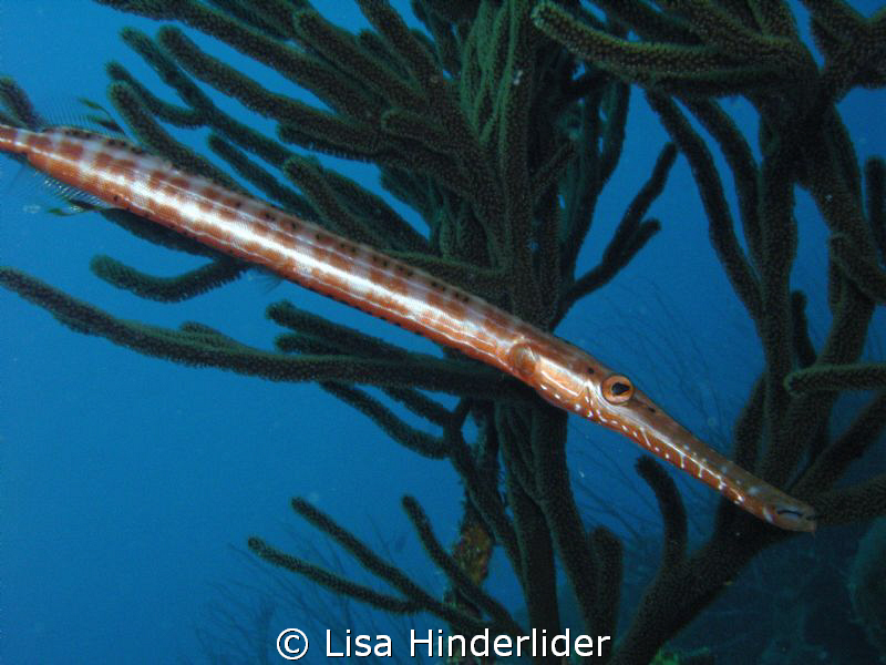 Trumpet fish -always on the hunt. Bonaire by Lisa Hinderlider 