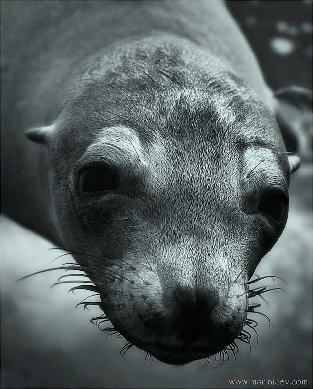 Sea Lion, Galapagos by Aleksandr Marinicev 
