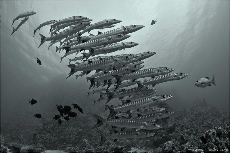 Barracuda school, Shaab Rumi Reef by Aleksandr Marinicev 