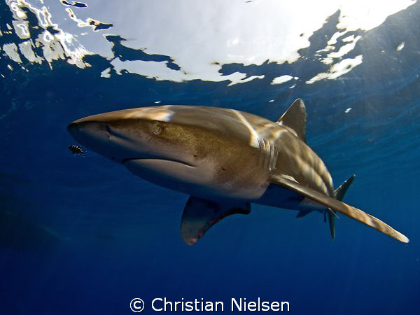 Great encounter with an oceanic whitetip at Daedalus Reef... by Christian Nielsen 