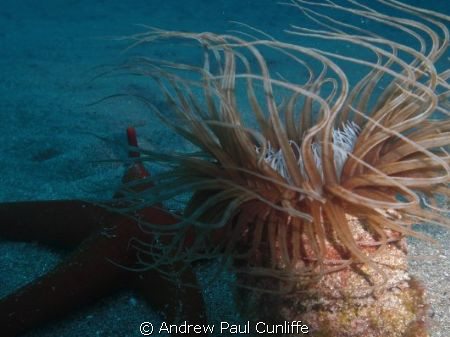 Orange Starfish with Tubular Anemone. I am very happy wit... by Andrew Paul Cunliffe 