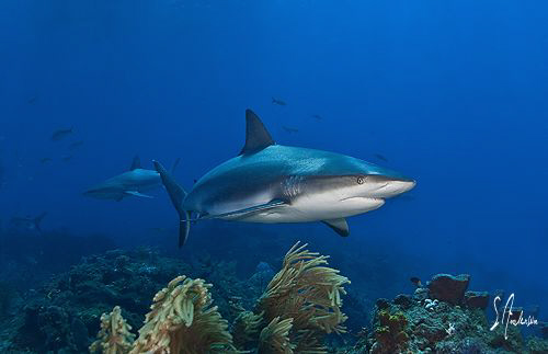 This image of a Reef Shark cruising the reef was taken in... by Steven Anderson 