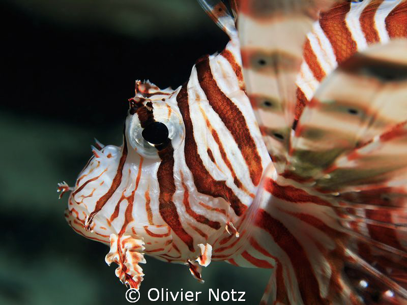 portrait of a lion fish by Olivier Notz 
