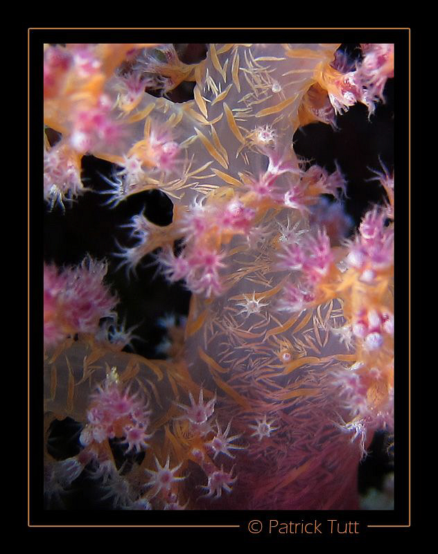 This soft coral remind me of a Chinese tapestry - Saudi A... by Patrick Tutt 