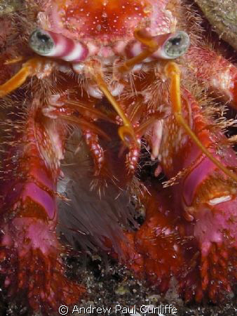 Hermit crab, taken on a night dive with only internal fla... by Andrew Paul Cunliffe 