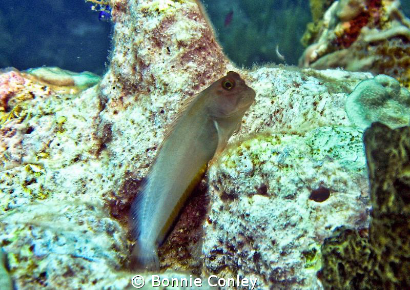 Blenny seen in Grand Cayman August 2010.  Photo taken wit... by Bonnie Conley 