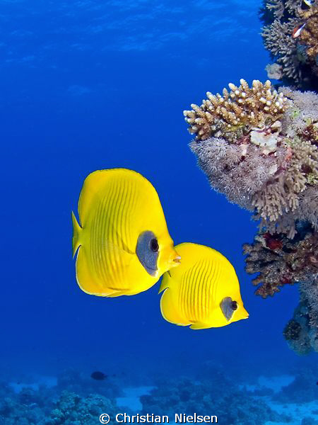 Pair of butterflyfish in the blue blue waters of the Red ... by Christian Nielsen 