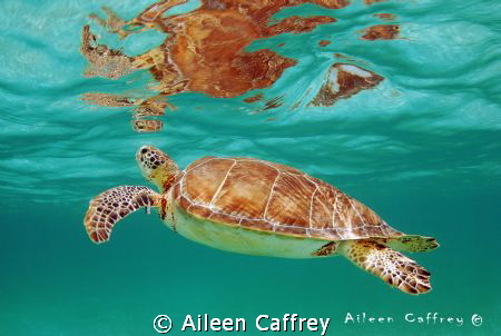 Coming up for Air, Akumal by Aileen Caffrey 