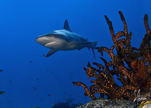 Reef shark makes a cruise along the reeff at El Dorado - ... by Steven Anderson 