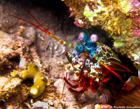 Debbie's Beach, Nha Trang.
Mantis Shrimp. by Ricardo Gonzalez 