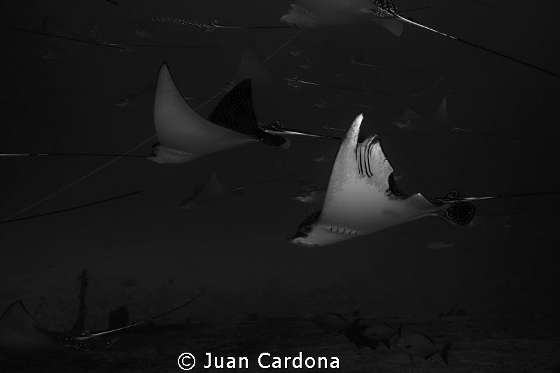 Shark Bite ! by Juan Cardona 