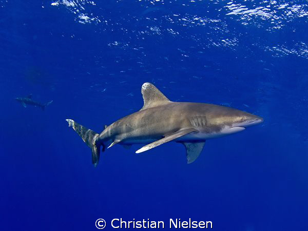 2 of the impressive longimanus. We had 3 of them circling... by Christian Nielsen 