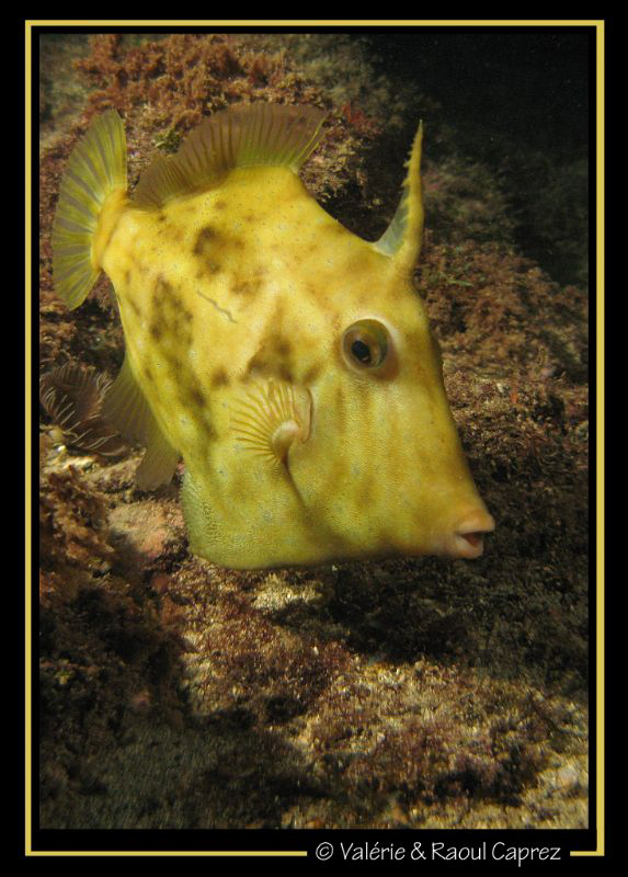 Yellow submarine :-) (Stephanolepsis hispidus) by Raoul Caprez 