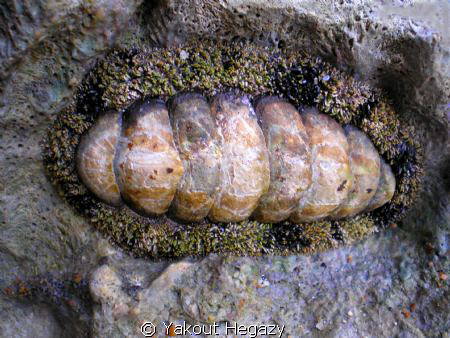 Giant chiton by Yakout Hegazy 