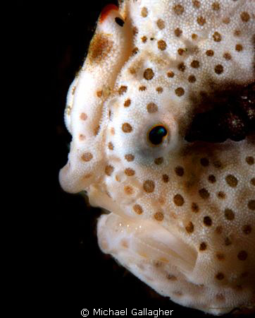 Juvenile clown frogfish portrait, Milne Bay, PNG by Michael Gallagher 