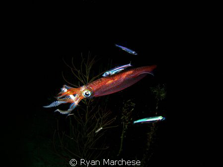 Inshore arrow squid feeding during a night dive by Ryan Marchese 