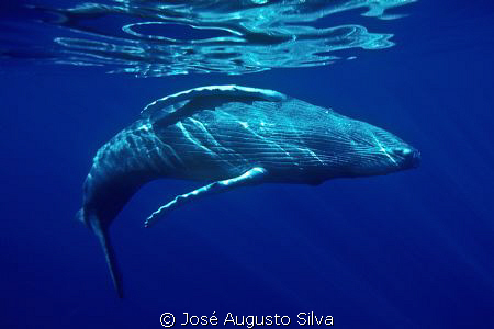 humpback whale by José Augusto Silva 