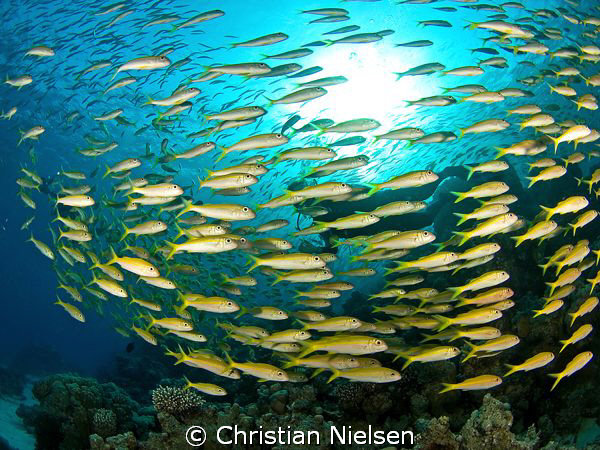 Where is my buddy ? Amazingling big school of goatfish at... by Christian Nielsen 