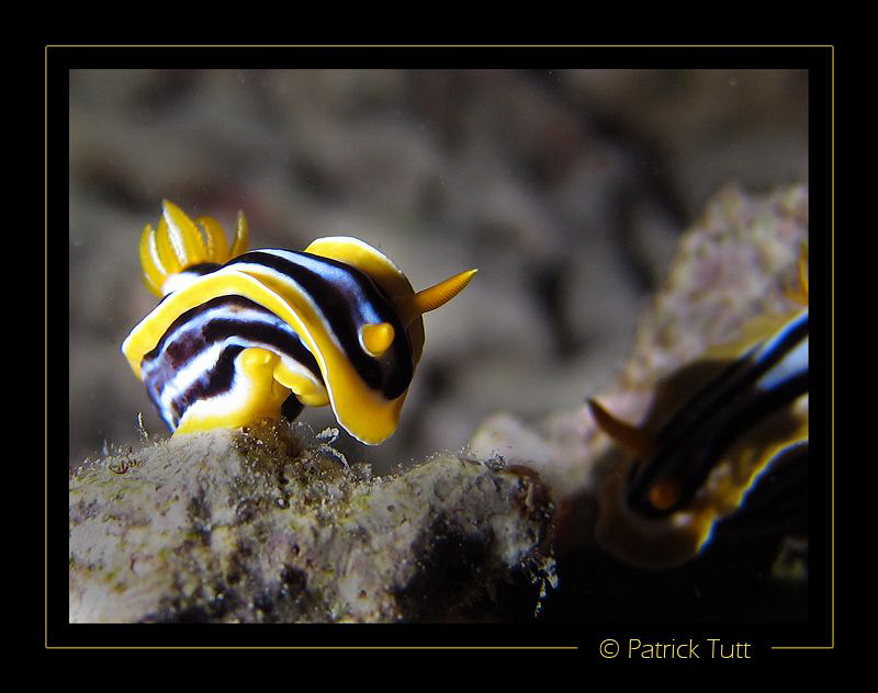two nudibranchs at a night dive  - Saudi Arabia - Canon S... by Patrick Tutt 