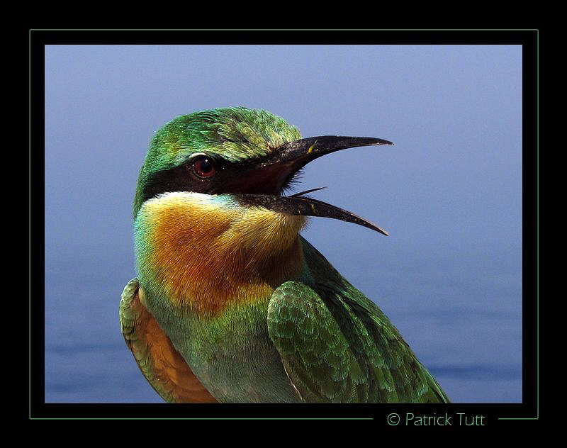 A Blue-cheeked Bee-eater is visiting us on the boat betwe... by Patrick Tutt 