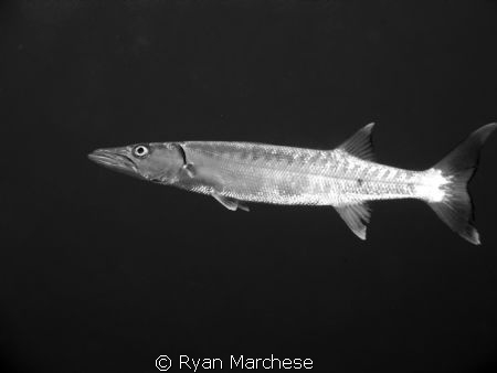 Great barracuda patrolling the water column next to a reef. by Ryan Marchese 