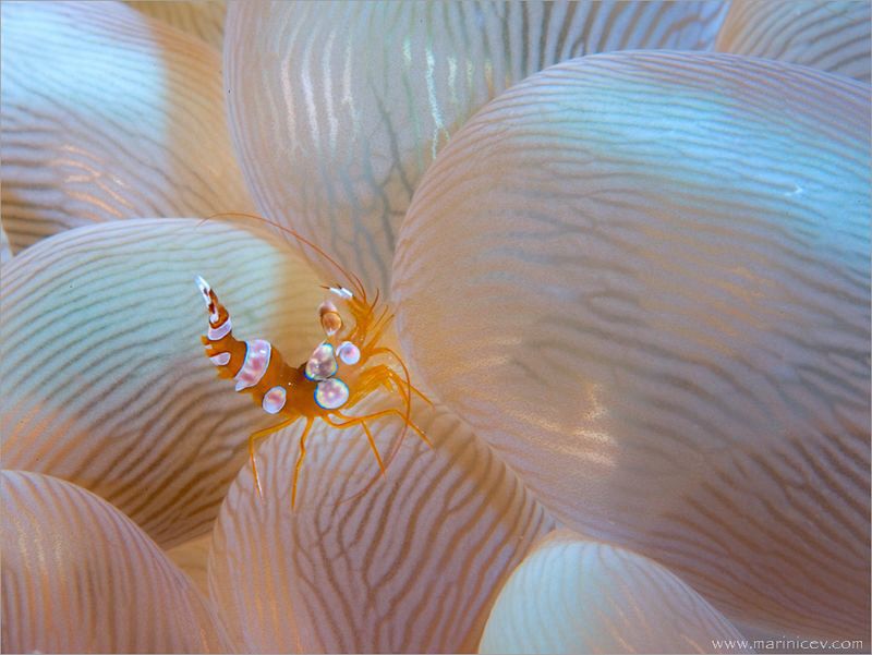 Clown shrimp, Lembeh by Aleksandr Marinicev 