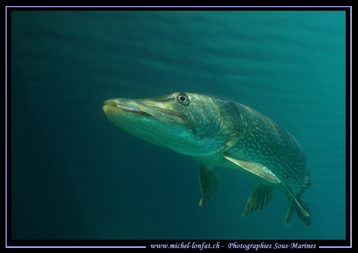 Pike Fish - Que du bonheur... :O)... by Michel Lonfat 