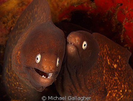 Best friends!! Two moray eels hanging out together, Komod... by Michael Gallagher 