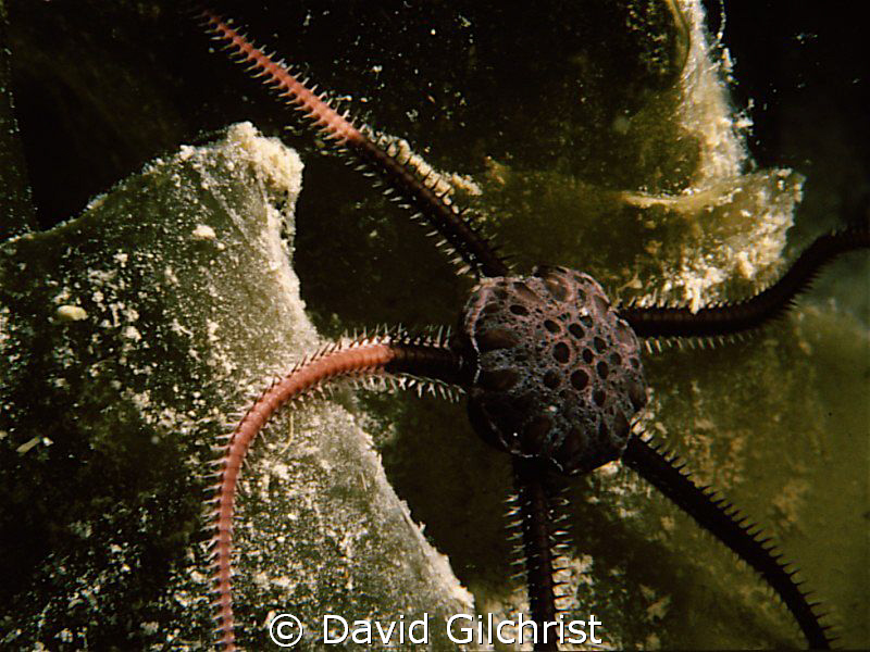 Brittle Star moves over kelp frond, Resolute Bay, Nunavut by David Gilchrist 