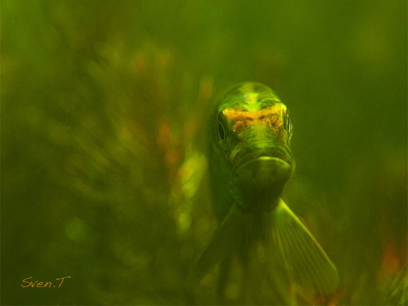 king pike portrait.. by Sven Tramaux 