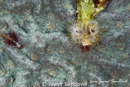 chrismas tree worm on a beautiful hard coral by Javier Sandoval 