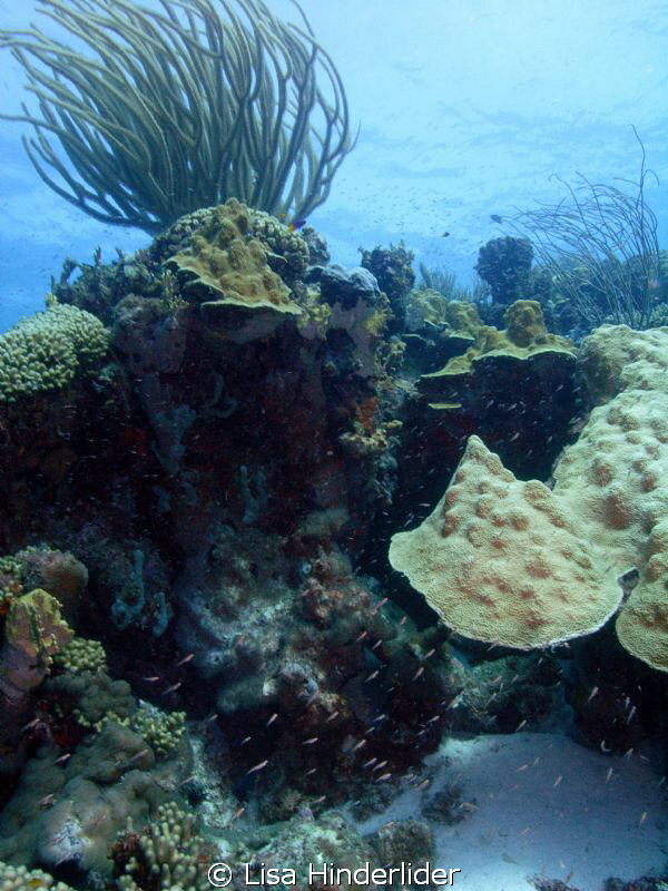 Nice healthy reef of Karpata, a favorite! by Lisa Hinderlider 