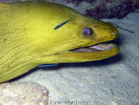 Green Moray Eel at cleaning station for neon gobies. by Ryan Marchese 