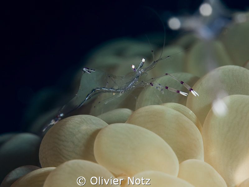 very nervous small shrimp by Olivier Notz 