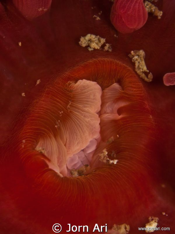 Mouth of a Sea Anemone.
Shot in the cold and dark water ... by Jorn Ari 