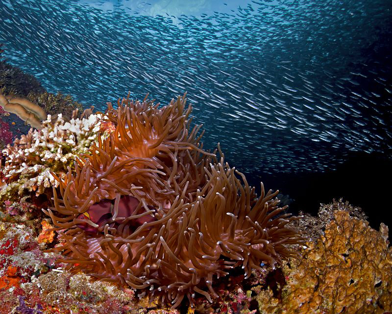 "Anemone and Sardines"

From the Pescador Island's scho... by Henry Jager 