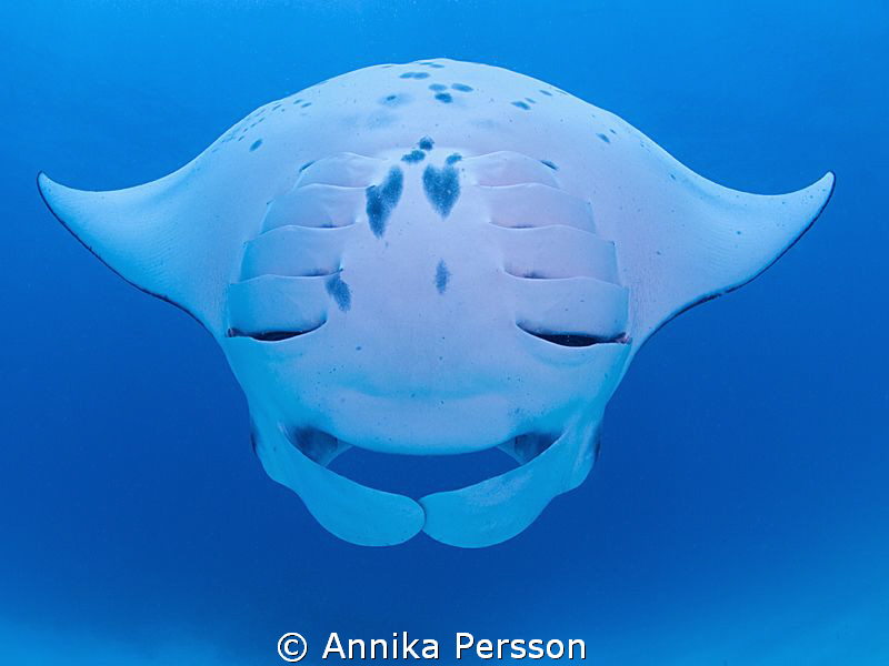 Smiling manta by Annika Persson 