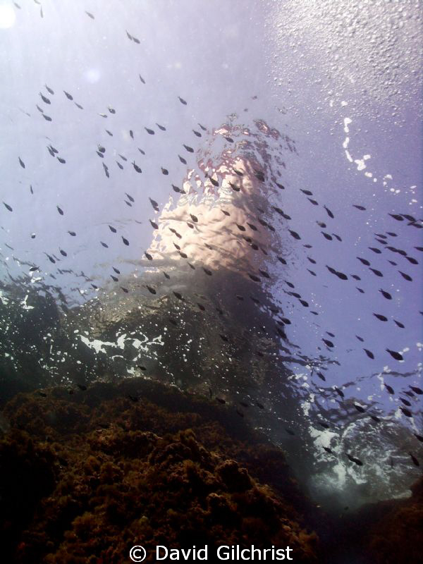 Schooling fish swim below lighthouse, La Fourmigue, off P... by David Gilchrist 