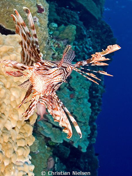 Lionfish on the vertical wall of Elphinstone Reef. Olympu... by Christian Nielsen 