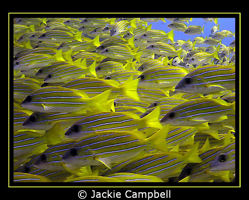 School of blue lined snapper.
Canon S90, Inon wide angle... by Jackie Campbell 