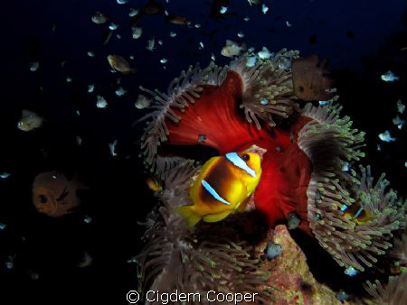 Anemonefish... by Cigdem Cooper 