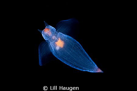 Tiny cold-water plankton (Clione limacina), free swimming... by Lill Haugen 