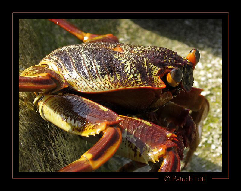Crab enjoying the sun on the beach of a remote island - S... by Patrick Tutt 