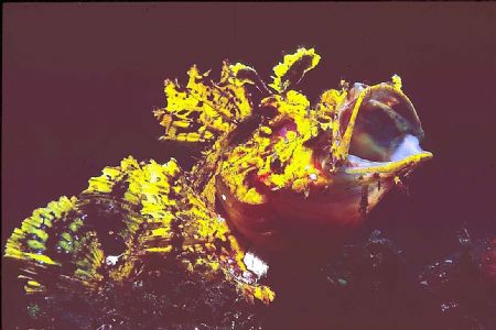 Yellow scorpian fish-Black Rock Sulawesi. Nikon F80 in Su... by Joanne Sandbrook 