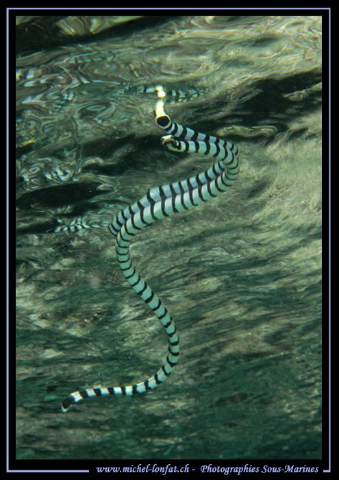 A beautiful Banded sea snake swimming on the surface. Que... by Michel Lonfat 