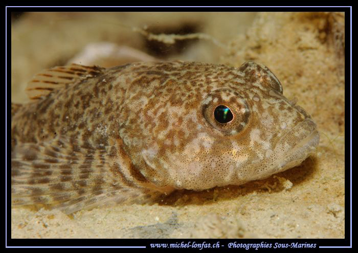 The nice eyes of the Bullhead, freshwater sculpin in the ... by Michel Lonfat 
