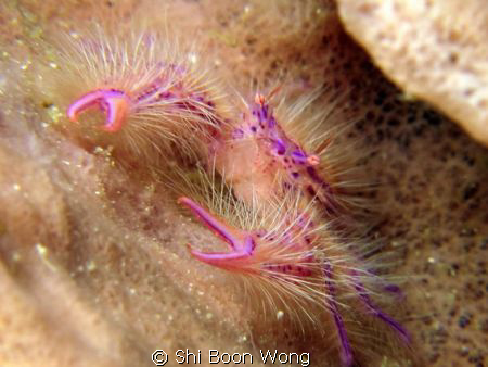 Hairy Squat Lobster by Shi Boon Wong 